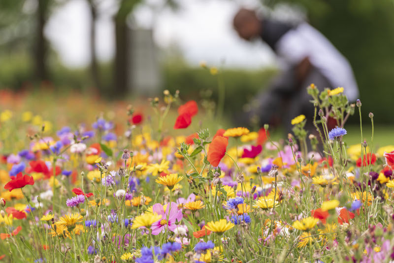 Living Lab biodiversity plot